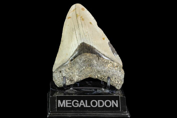 Fossil Megalodon Tooth - North Carolina #108960